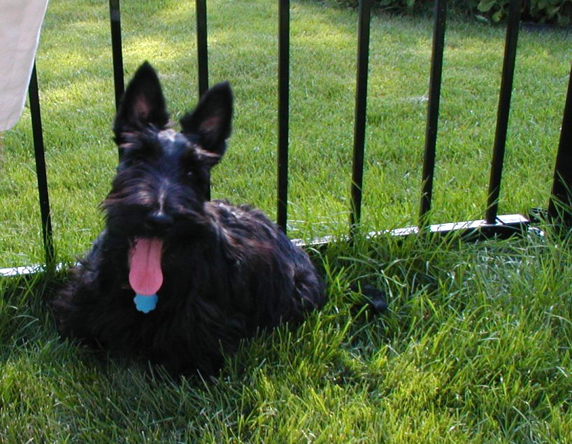 Photo of my dog at six months